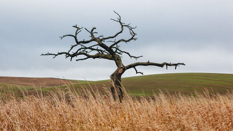 Dead Tree in Field — Brown, Somber