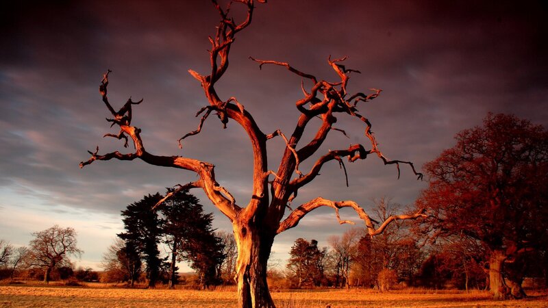 Dead Tree in Field — Brown