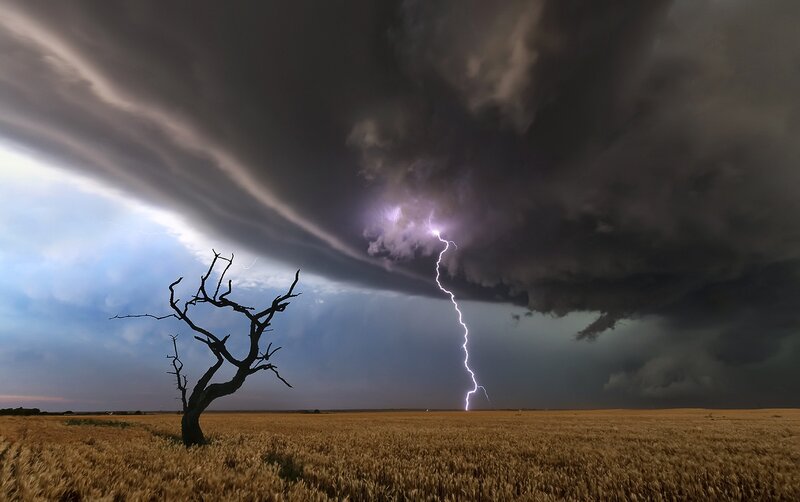 Dead Tree in Field — Gray, Dramatic, Night