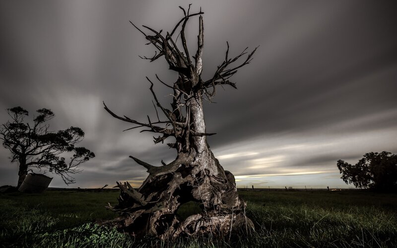 Dead Tree in Field — Gray, Dramatic, Sunset, Photograph