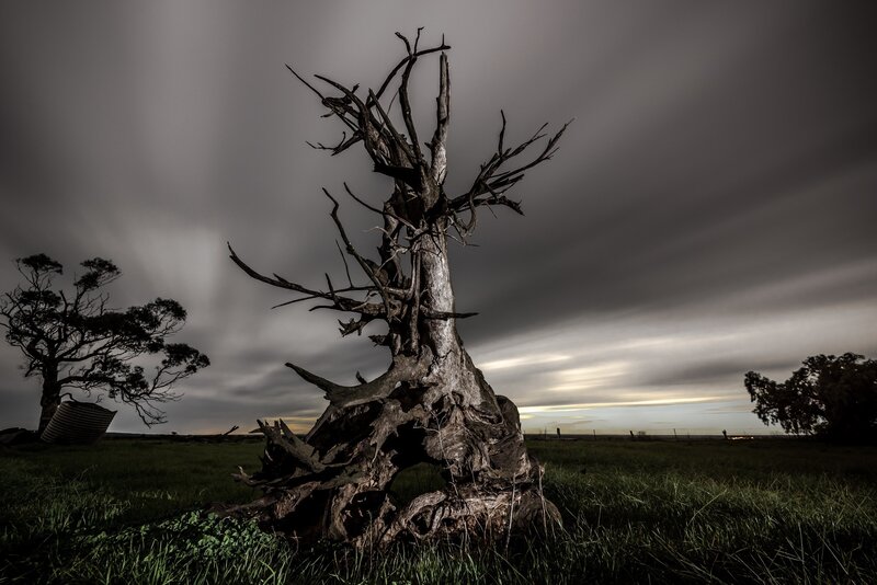 Dead Tree in Field — Gray, Dramatic, Sunset