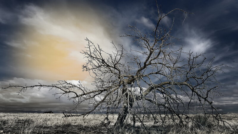 Dead Tree in Field — Gray, Dramatic