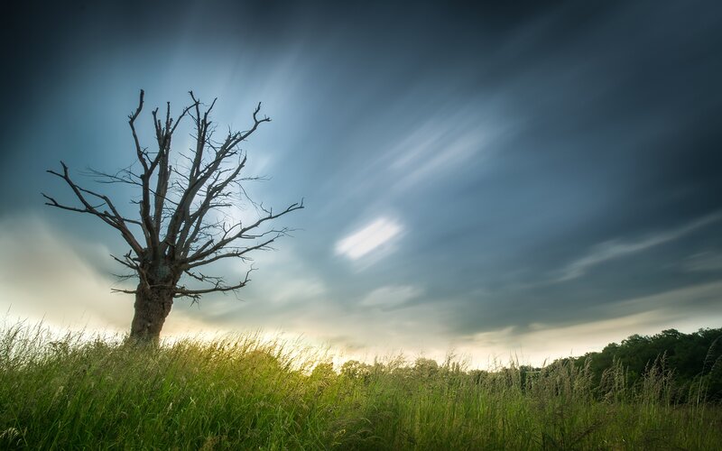 Dead Tree in Field — Green, Dramatic, Sunset