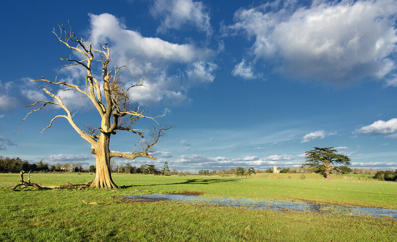 Dead Tree in Field — Green, Serene, Afternoon