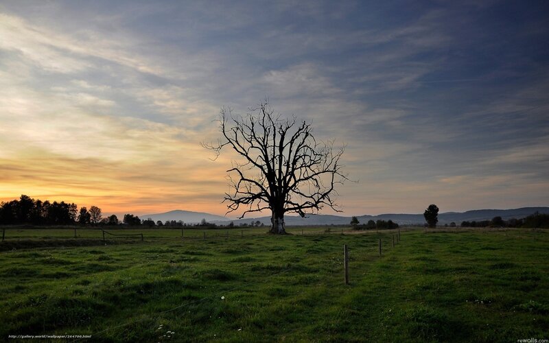 Dead Tree in Field — Green, Serene, Sunset, Photograph