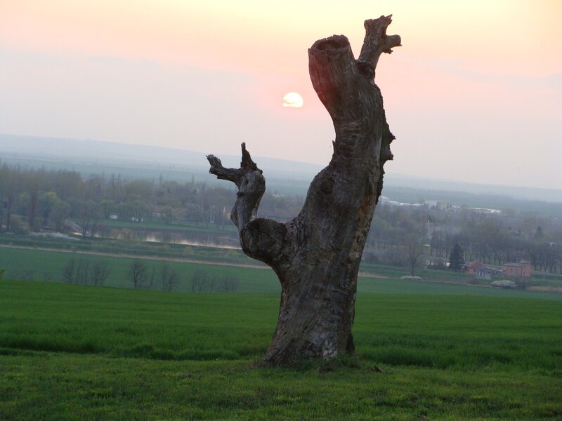 Dead Tree in Field — Green, Serene, Sunset