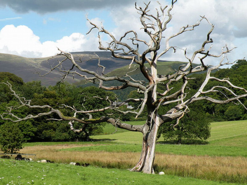 Dead Tree in Field — Green, Serene