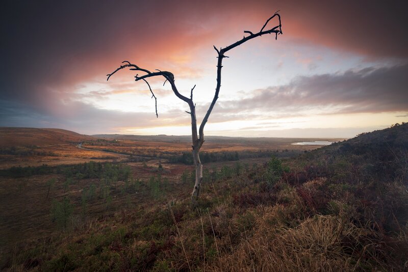 Dead Tree in Field — Orange, Dramatic