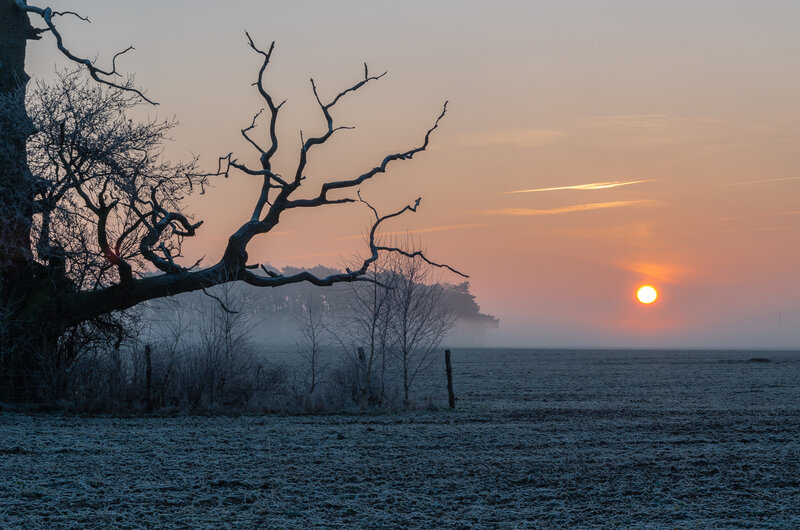 Dead Tree in Field — Orange, Serene
