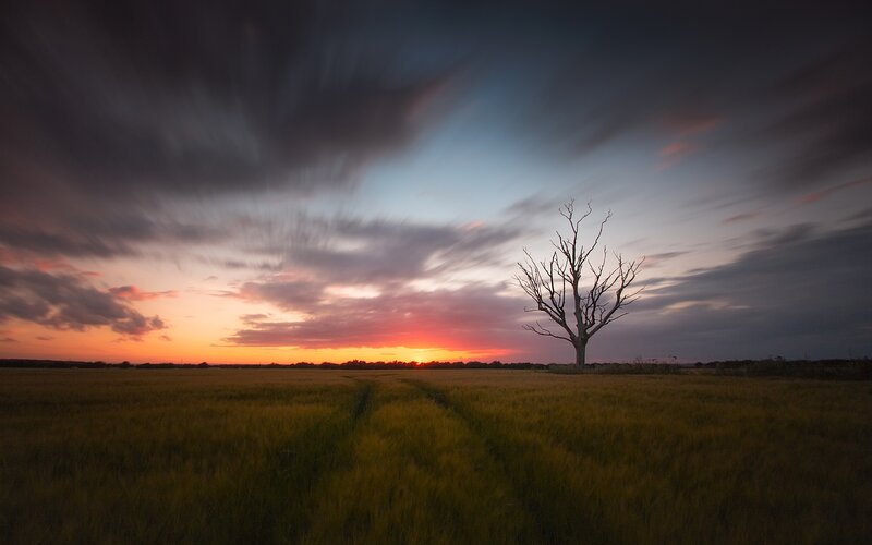 Dead Tree in Field — Orange