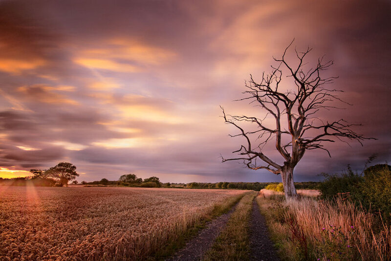 Dead Tree in Field — Purple
