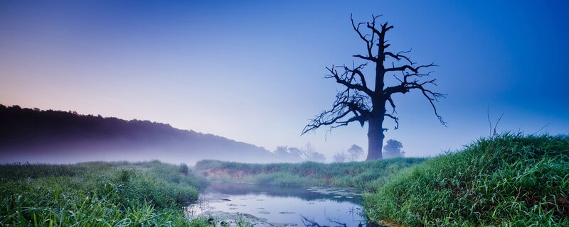 Dead Tree in Fog — Blue, Serene, Morning