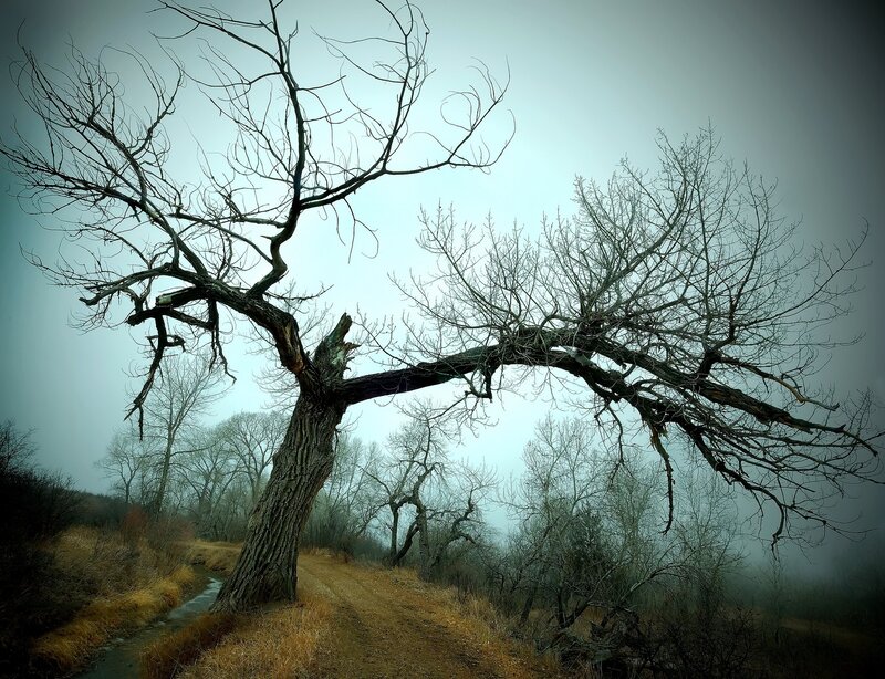 Dead Tree in Fog — Gray, Dreary