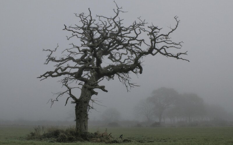 Dead Tree in Fog — Gray
