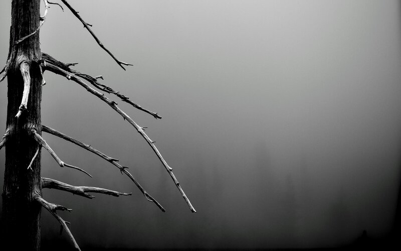 Dead tree in fog