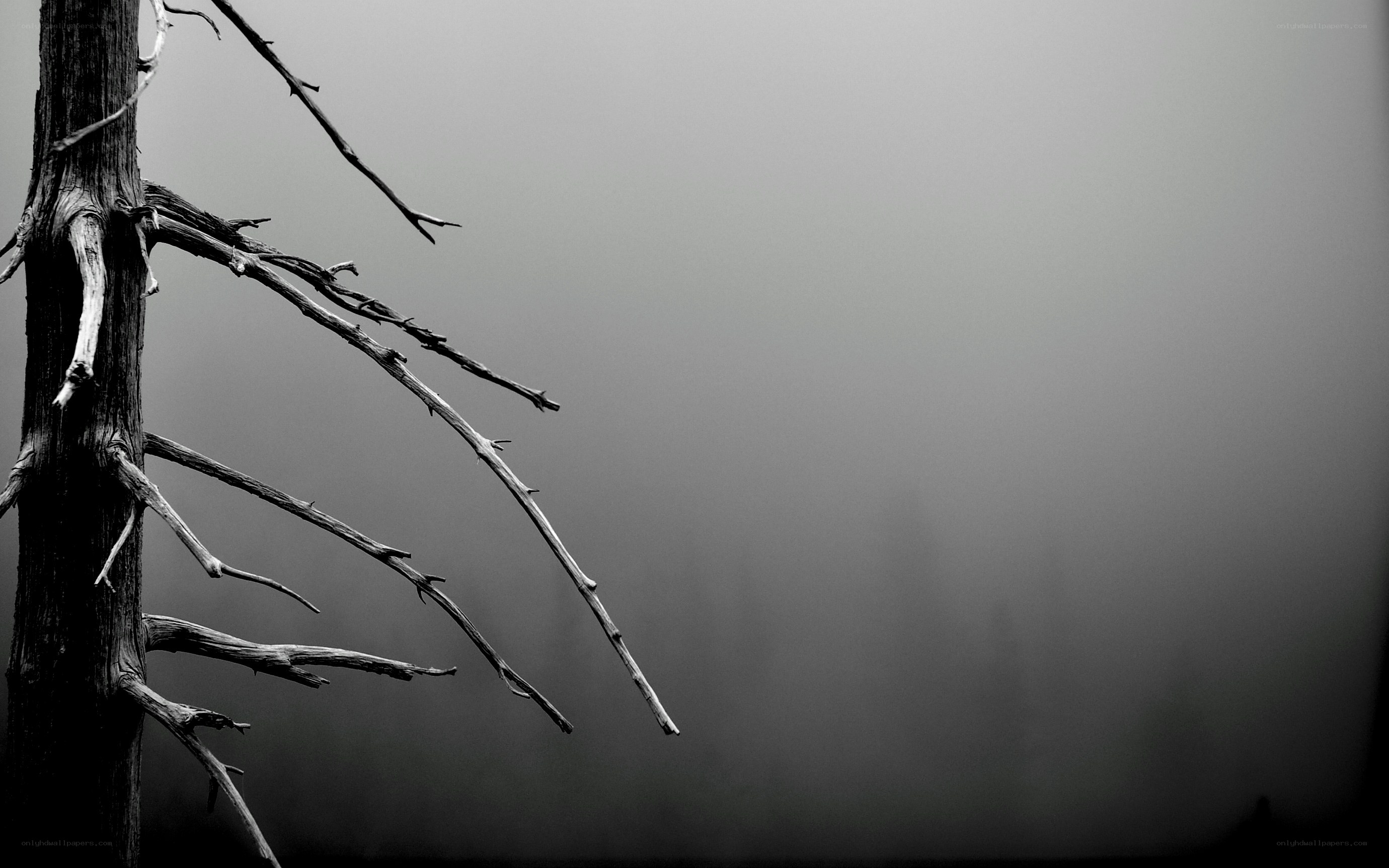 Dead tree in fog