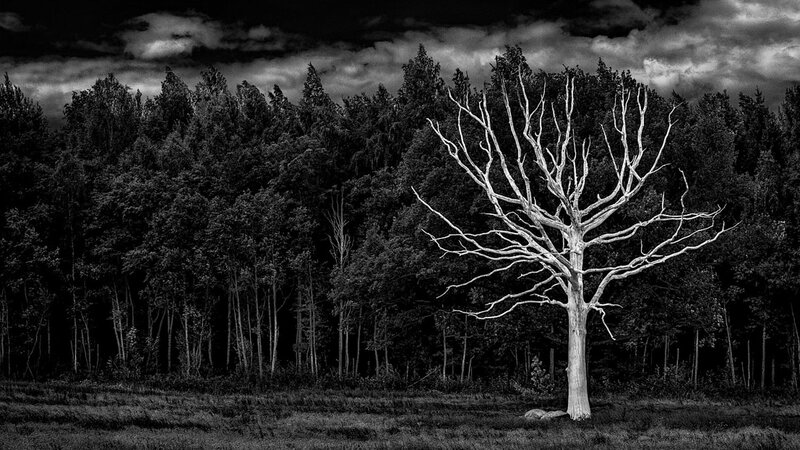 Dead Tree in Forest — Black, Dramatic