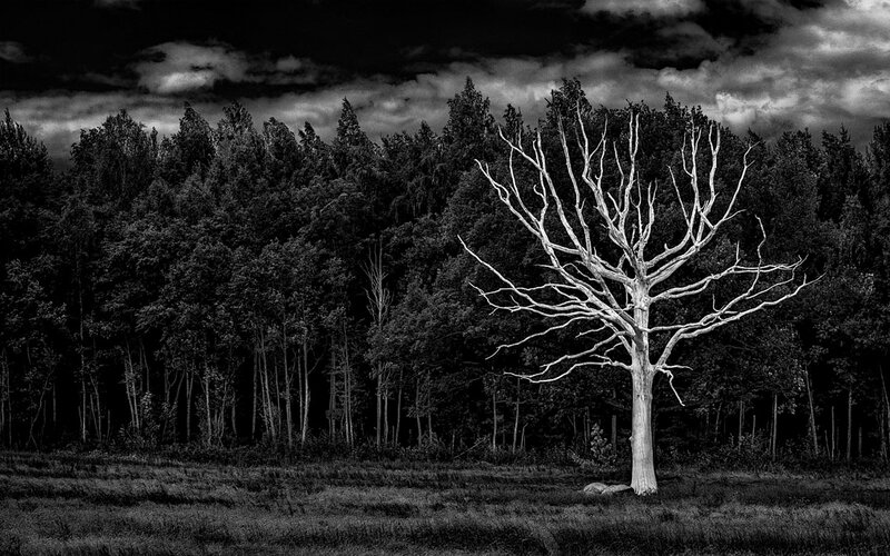 Dead Tree in Forest — Black