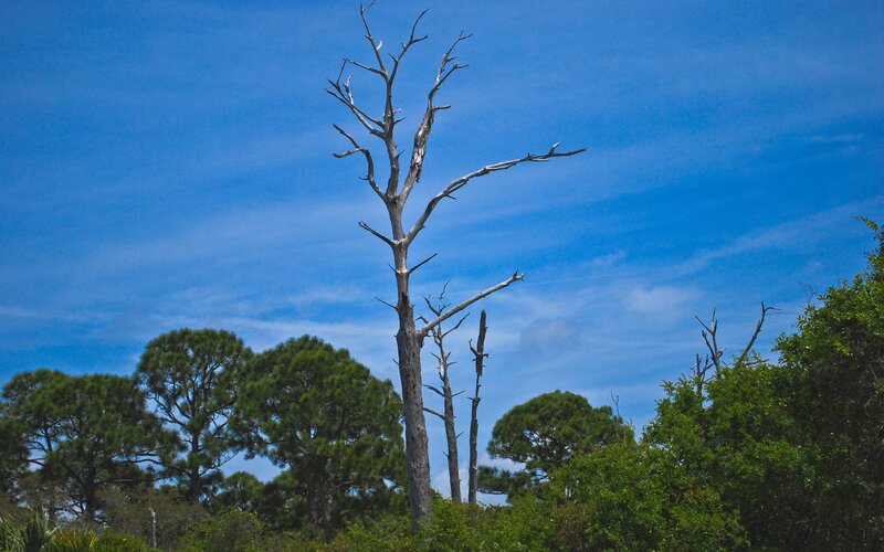 Dead Tree in Forest — Blue