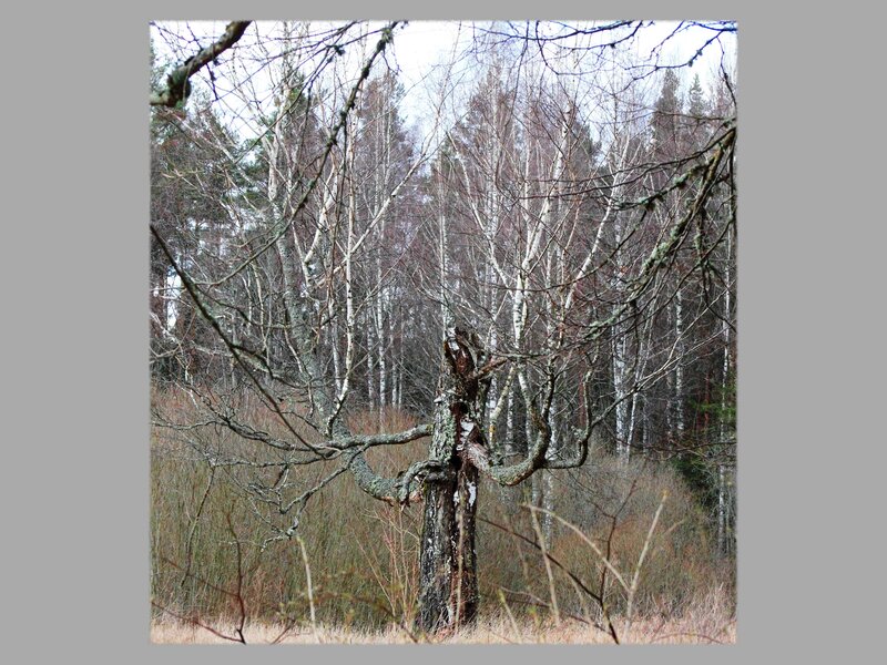 Dead Tree in Forest — Brown