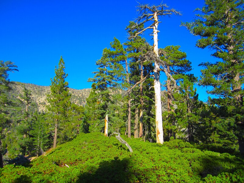Dead Tree in Forest — Green