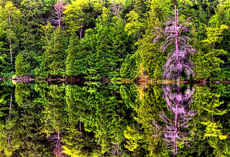 Dead Tree in Forest Lake — Green
