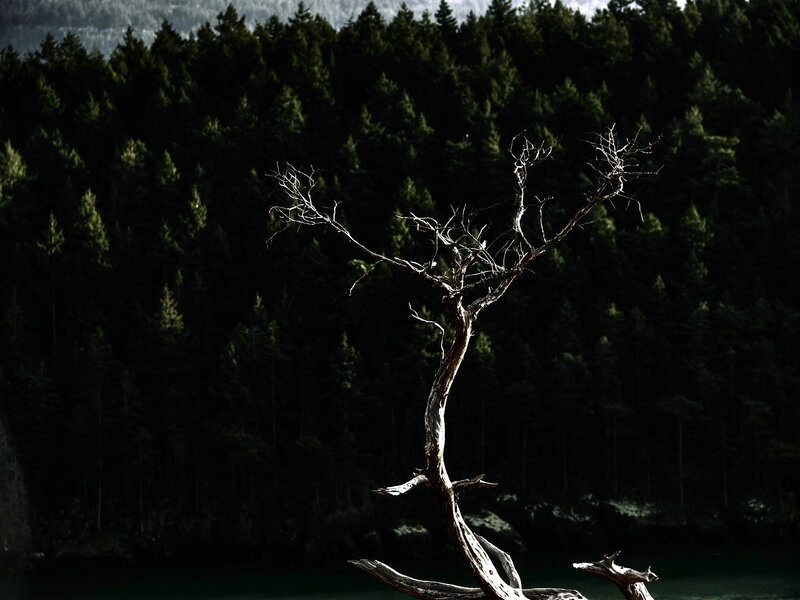 Dead tree in forest lake