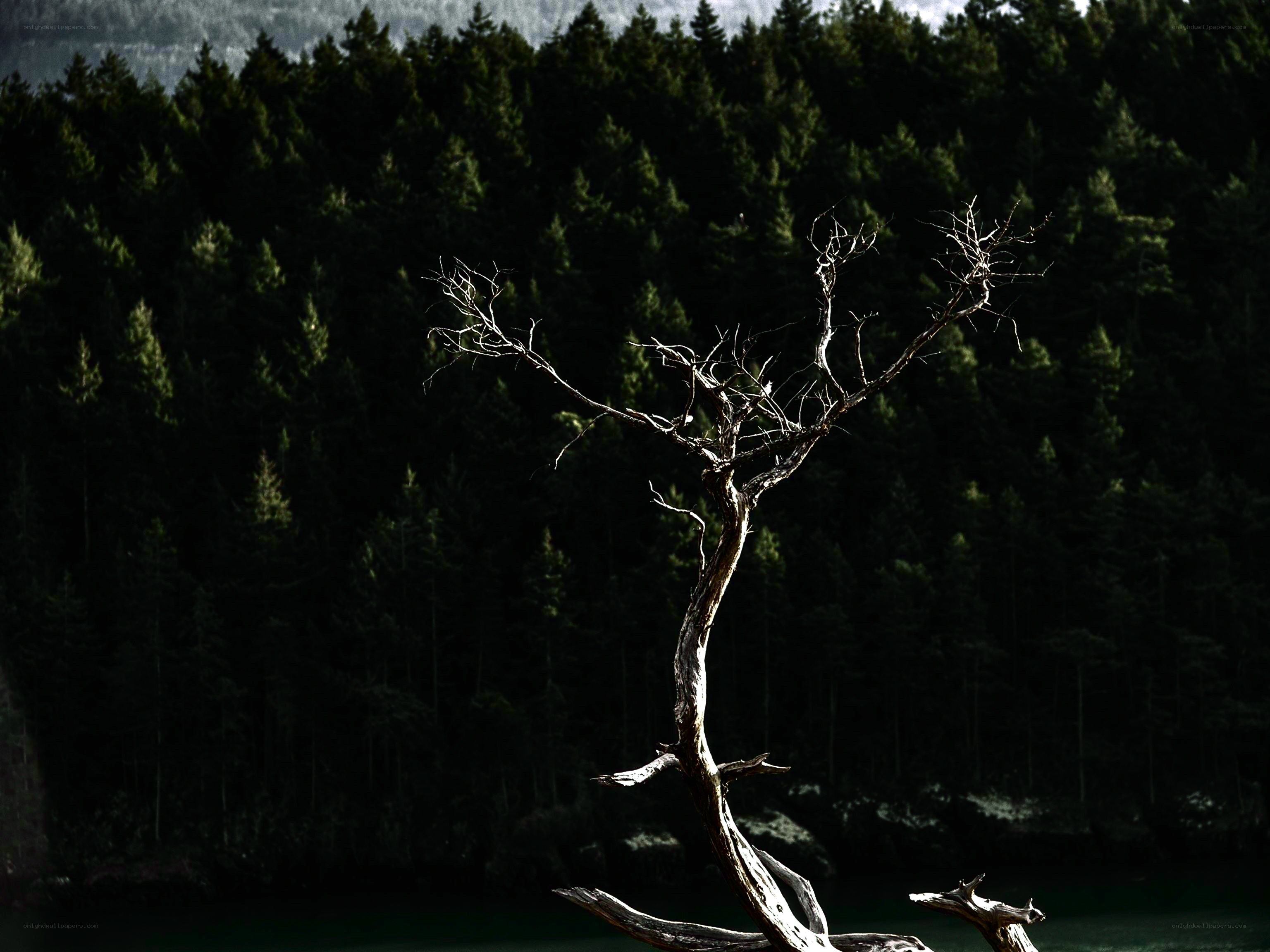 Dead tree in forest lake