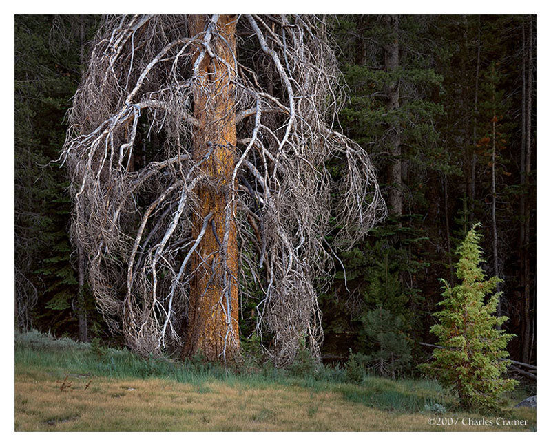 Dead tree in forest