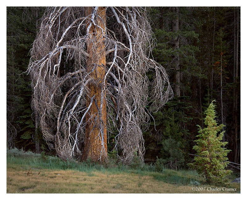 Dead tree in forest