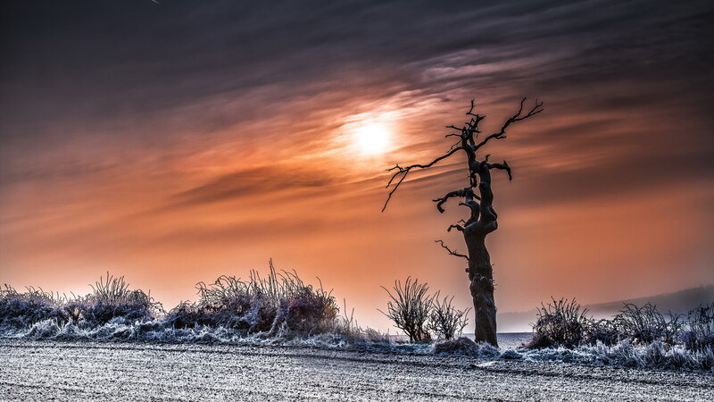 Dead Tree in Frost