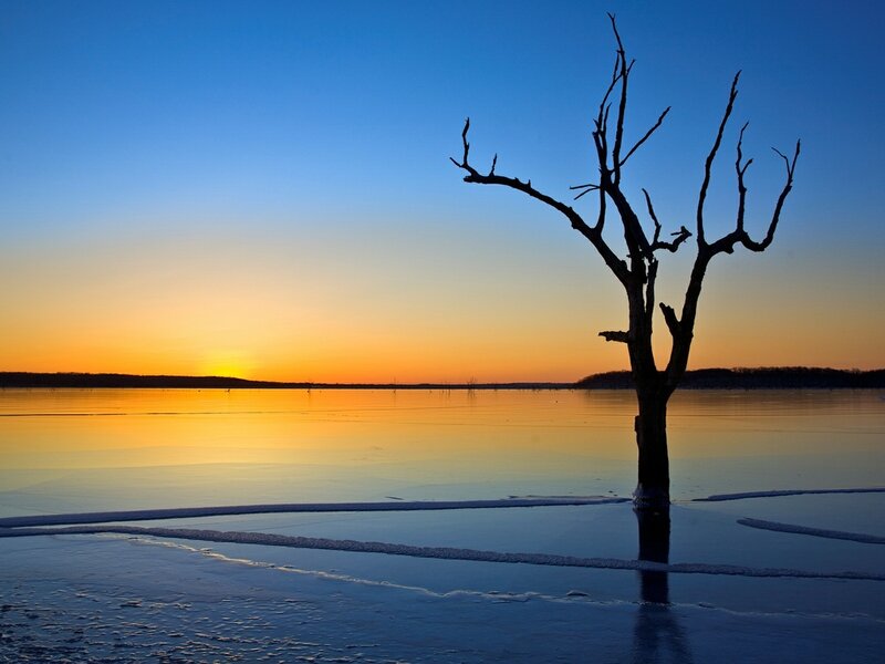 Dead Tree in Frozen Lake — Blue, Serene