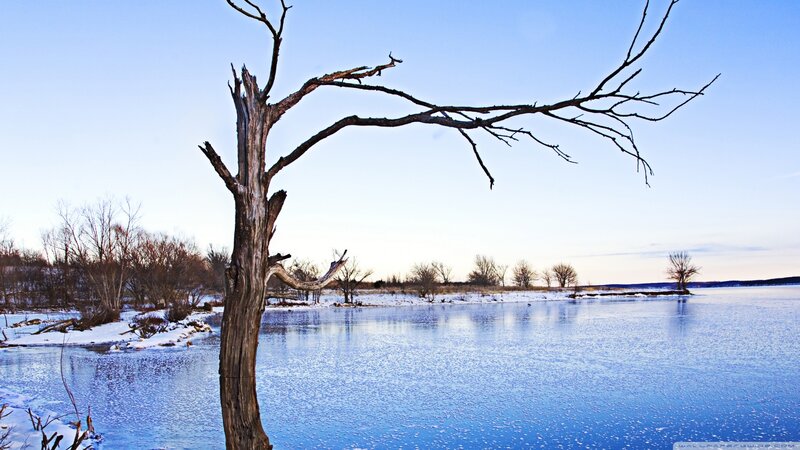 Dead Tree in Frozen Lake — Blue