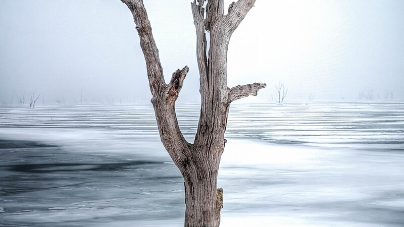 Dead Tree in Frozen Lake — Gray
