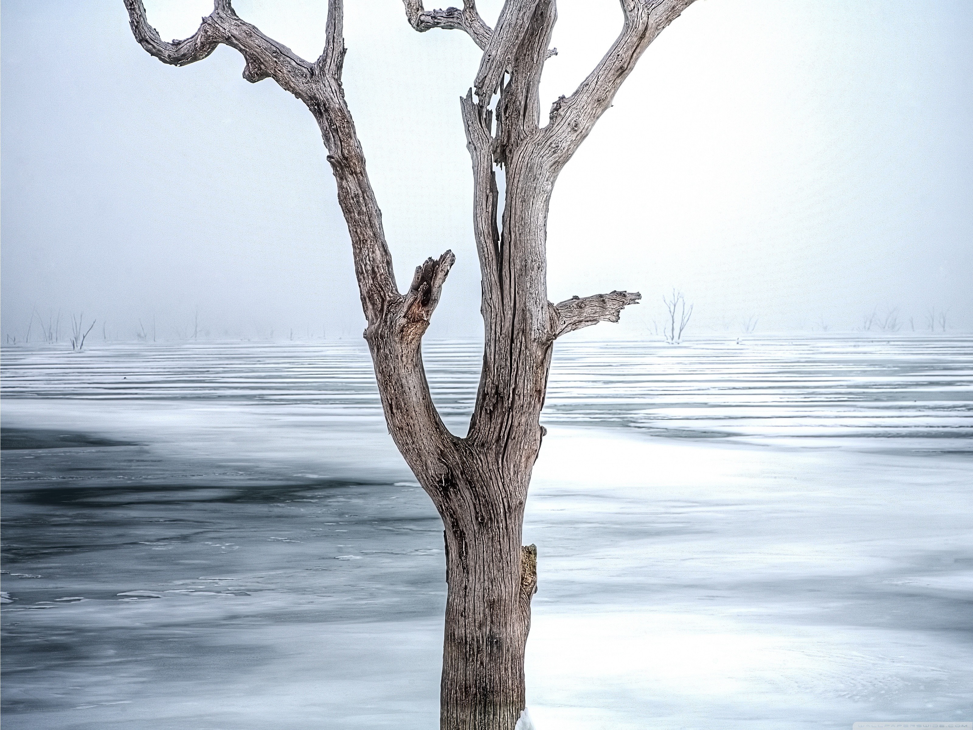 Dead tree in frozen landscape