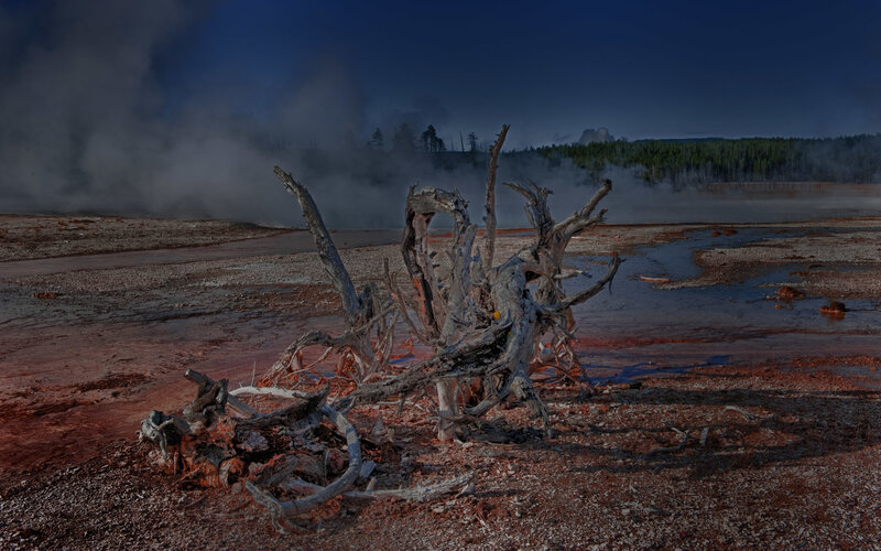 Dead Tree in Geothermal Area