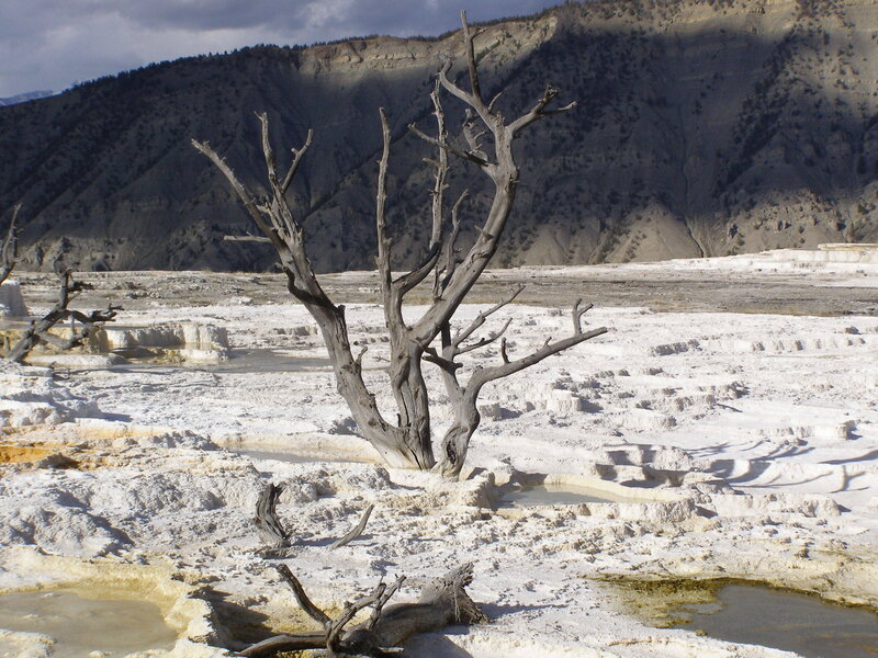 Dead tree in geothermal landscape