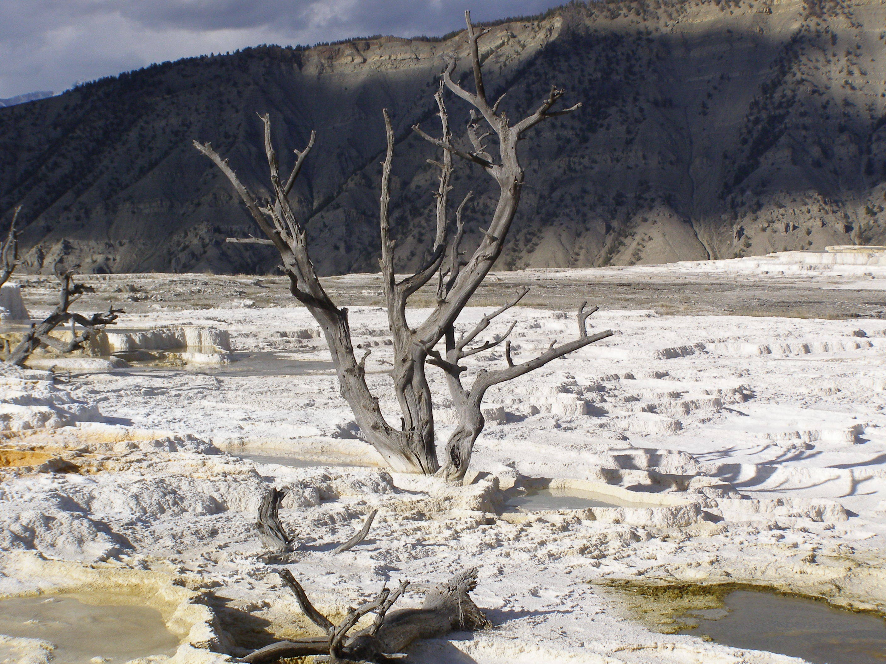 Dead tree in geothermal landscape