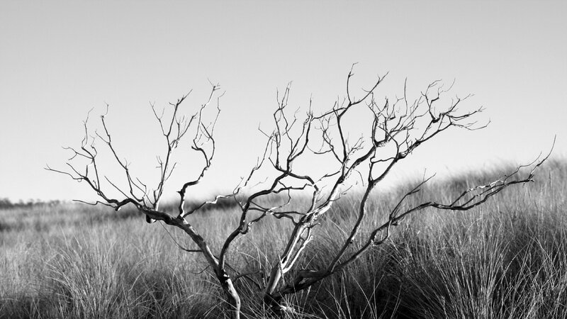 Dead Tree in Grass — Black, Desolate, Photograph, Sky, White, Gray