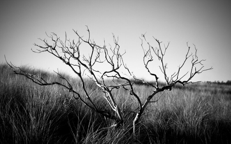 Dead Tree in Grass — Black, Dramatic, Photograph, Sky