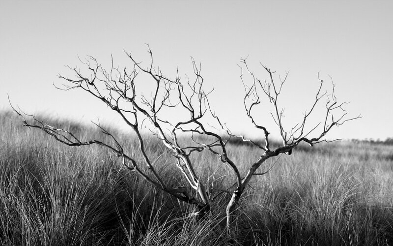Dead Tree in Grass