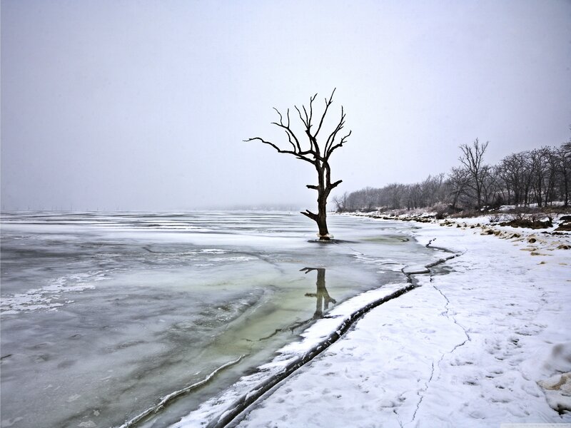 Dead Tree in Ice