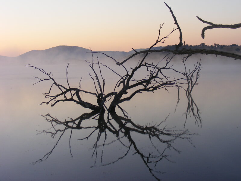 Dead Tree in Lake — Blue, Serene, Morning