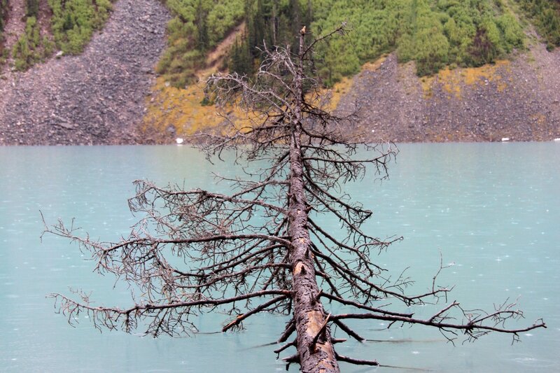 Dead Tree in Lake — Blue, Serene, Photograph