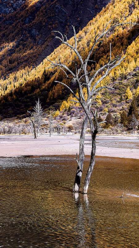 Dead Tree in Lake — Brown, Dramatic
