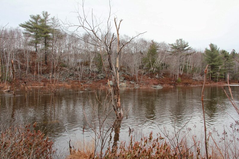 Dead Tree in Lake — Brown