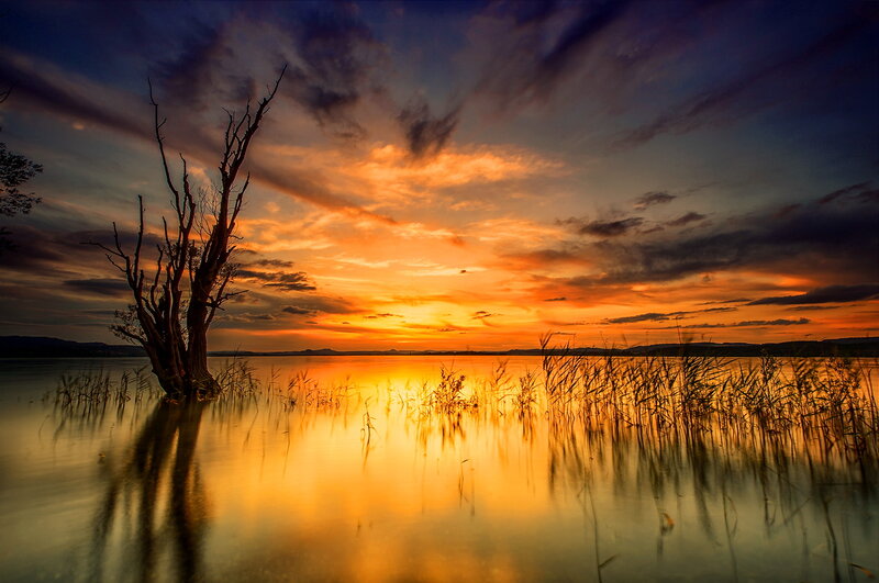 Dead Tree in Lake — Orange, Dramatic, Sunset, Photograph