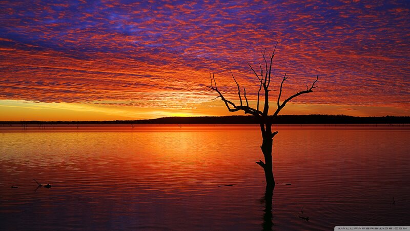 Dead Tree in Lake — Orange, Dramatic, Sunset