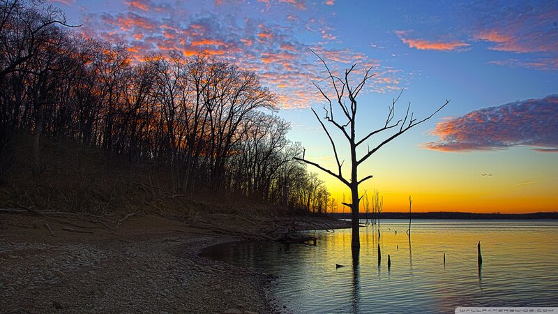 Dead Tree in Lake — Orange, Serene