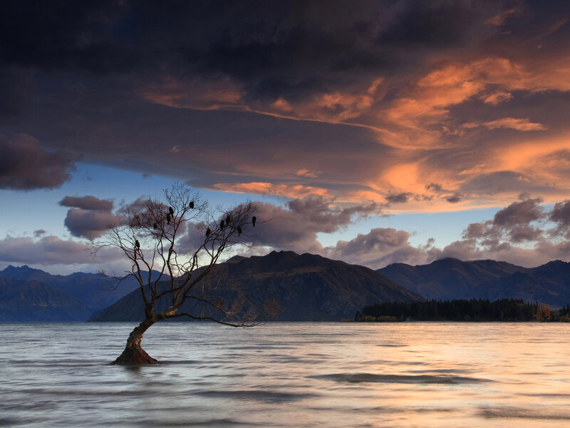 Dead Tree in Lake — Orange